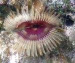 Photo Aquarium Scoilt-Choróin Duster Cleite worms lucht leanúna (Anamobaea orstedii), glas