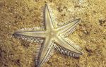 Piesok Preosievanie Sea Star