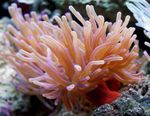 Foto Akvaarium Atlandi Ülane anemones (Condylactis gigantea), tähniline