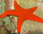 Foto Acuario Estrellas De Mar Rojo (Fromia), rojo