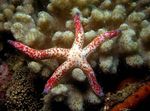 Red Jūras Zvaigzne Multiflora