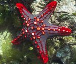 Estrela De Mar Botão Vermelho (Estrela Espinha Vermelho, Botão Carmesim Peixes Da Estrela)