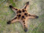 Chocolate Chip Sea Star (Rogovima Morska Zvijezda)