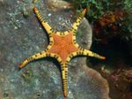 Çift ​​deniz Yıldızı, Platted Denizyıldızı