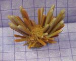 Foto Akvarium Blyant Urchin søpindsvin (Eucidaris tribuloides), gul