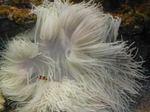 Фото Аквариум Актиния кожистая (криспа) актинии (Heteractis crispa), белый