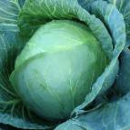 Photo Cabbage grade Invento F1