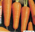 foto La carota la cultivar Kupar F1