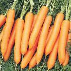 Photo une carotte l'espèce Najjdzhel F1