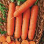 Photo Carrot grade Praline