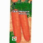 foto La carota la cultivar Sentyabrina