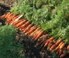 Photo une carotte l'espèce Nyukholl F1