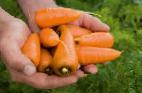 Photo Carrot grade Karakas