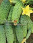 fotografija Navadna kumara razred Solenye ushi