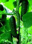 Photo Cucumbers grade Vyatskijj f1
