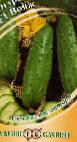Photo Cucumbers grade Voyazh F1