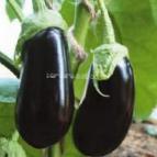 Photo Eggplant grade Almalik F1