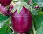 Photo Eggplant grade Ametist