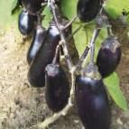 Photo Eggplant grade Snork