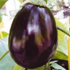 Photo Eggplant grade Shhelkunchik F1