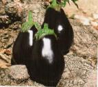 Photo une aubergine l'espèce Galineh F1