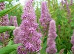 mynd Blæja, Spiraea, Steeplebush Brúðar Er einkenni