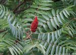 Sumac Réidh