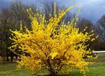 Photo les fleurs du jardin Forsythia , jaune