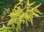 Foto Dārza Ziedi Forsītijas (Forsythia), dzeltens