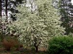 Фото Садовые Цветы Черемуха (Prunus Padus), белый