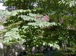 foto I fiori da giardino Albero Angelica Giapponese (Aralia), lilla