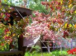 снимка Градински цветове Apple Декоративни (Malus), розов