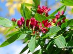 foto Flores do Jardim Madressilva Tatarian (Lonicera tatarica), vermelho