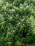 სურათი ბაღის ყვავილები ცხენის წაბლი, Conker ხე (Aesculus hippocastanum), თეთრი