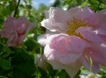 Foto Have Blomster Rosa , pink
