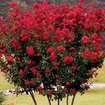 Foto Gartenblumen Krepp Myrte, Kreppmyrte (Lagerstroemia indica), rot