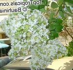 fotografie Záhradné kvety Krep Myrta (Lagerstroemia indica), orgován