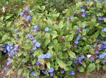 Photo Garden Flowers Leadwort, Hardy Blue Plumbago (Ceratostigma), dark blue