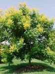 Foto Goldenen Regen Baum, Panicled Goldenraintree Merkmale