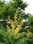 fotoğraf Bahçe Çiçekleri Altın Yağmur Ağaç, Panicled Goldenraintree (Koelreuteria paniculata), sarı