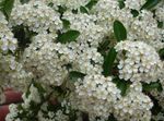 foto Flores do Jardim Firethorn Escarlate (Pyracantha coccinea), branco