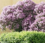 Photo Hungarian Lilac characteristics