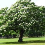 снимка Градински цветове Южните Каталпа, Catawba, Индийски Боб Дърво (Catalpa bignonioides), бял