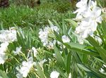 Photo bláthanna gairdín Oleander (Nerium oleander), bán