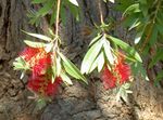 foto I fiori da giardino Scovolino (Callistemon), rosso