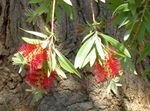 Nuotrauka Sodo Gėlės Šepečiai Ir Butelių (Callistemon), raudonas