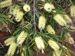 Foto Dārza Ziedi Bottlebrush (Callistemon), dzeltens