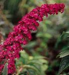 zdjęcie Ogrodowe Kwiaty Butterfly Bush, Latem Bzu (Buddleia), czerwony