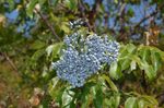 fotografie Zahradní květiny Obyčejný Starší, Červeno-Berried Starší (Sambucus), světle modrá