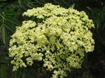 Foto Gartenblumen Holunder, Rot-Berried Elder (Sambucus), gelb